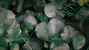 Wąkrota azjatycka w kosmetyce – co musisz o niej wiedzieć?