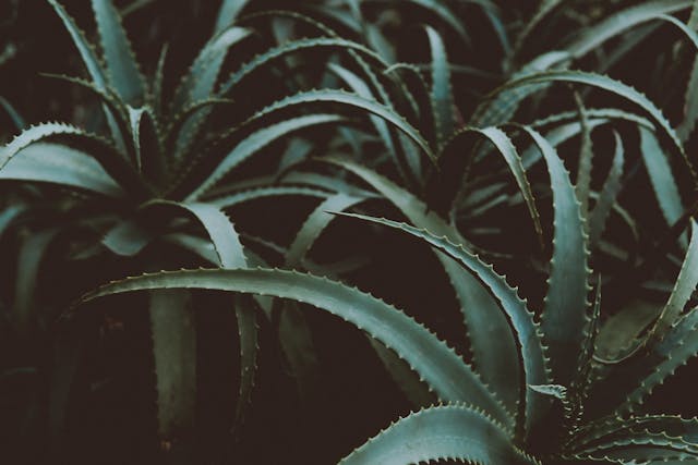 Aloes na włosy – jak stosować i dlaczego warto